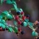 berry propagation