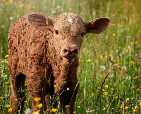 certificate of calf rearing