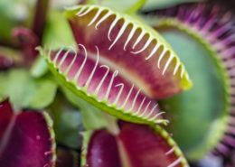 certificate of carnivorous plants 1