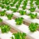 Commercial organic vegetable growing