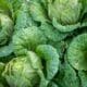 Vegetable farming course