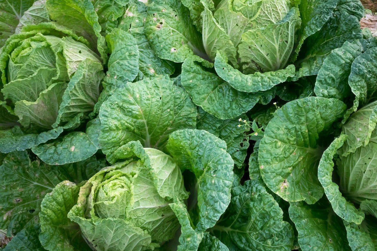 Certificate of Commercial Vegetable Production