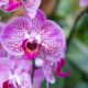 Orchid farming course