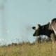 Online agriculture course
