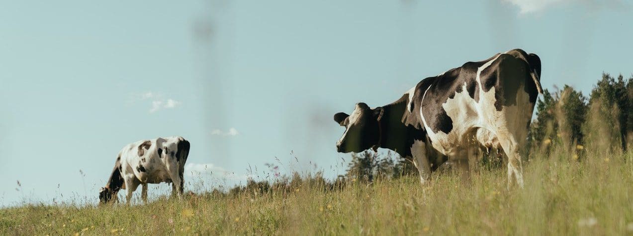 Certificate of Dairy Cattle and Farming