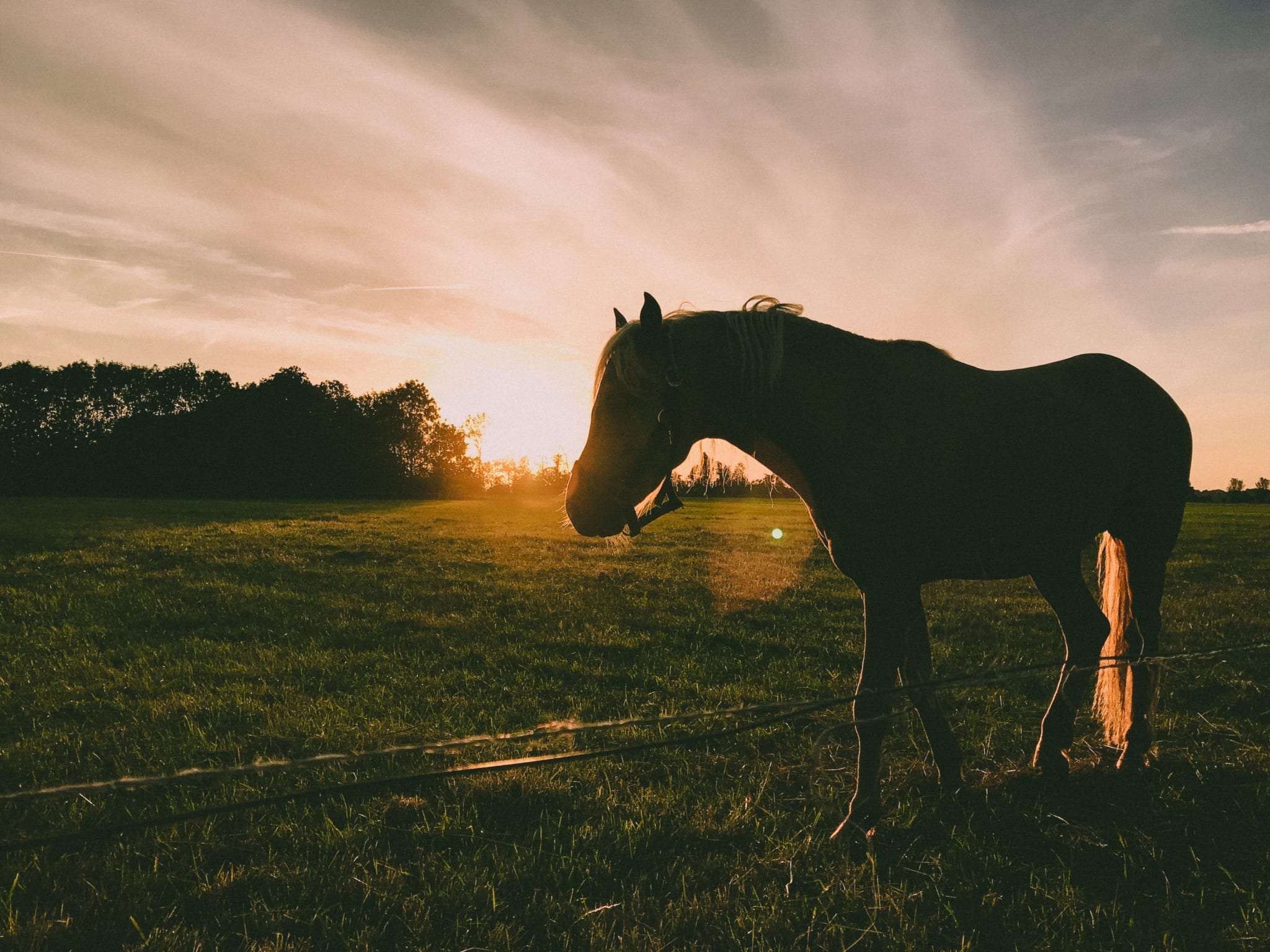 Certificate Of Equine Behaviour Australian Online Courses