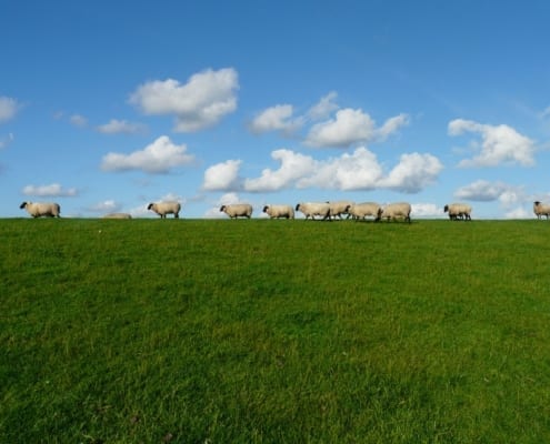 certificate of forage management