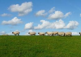 forage management