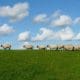 forage management