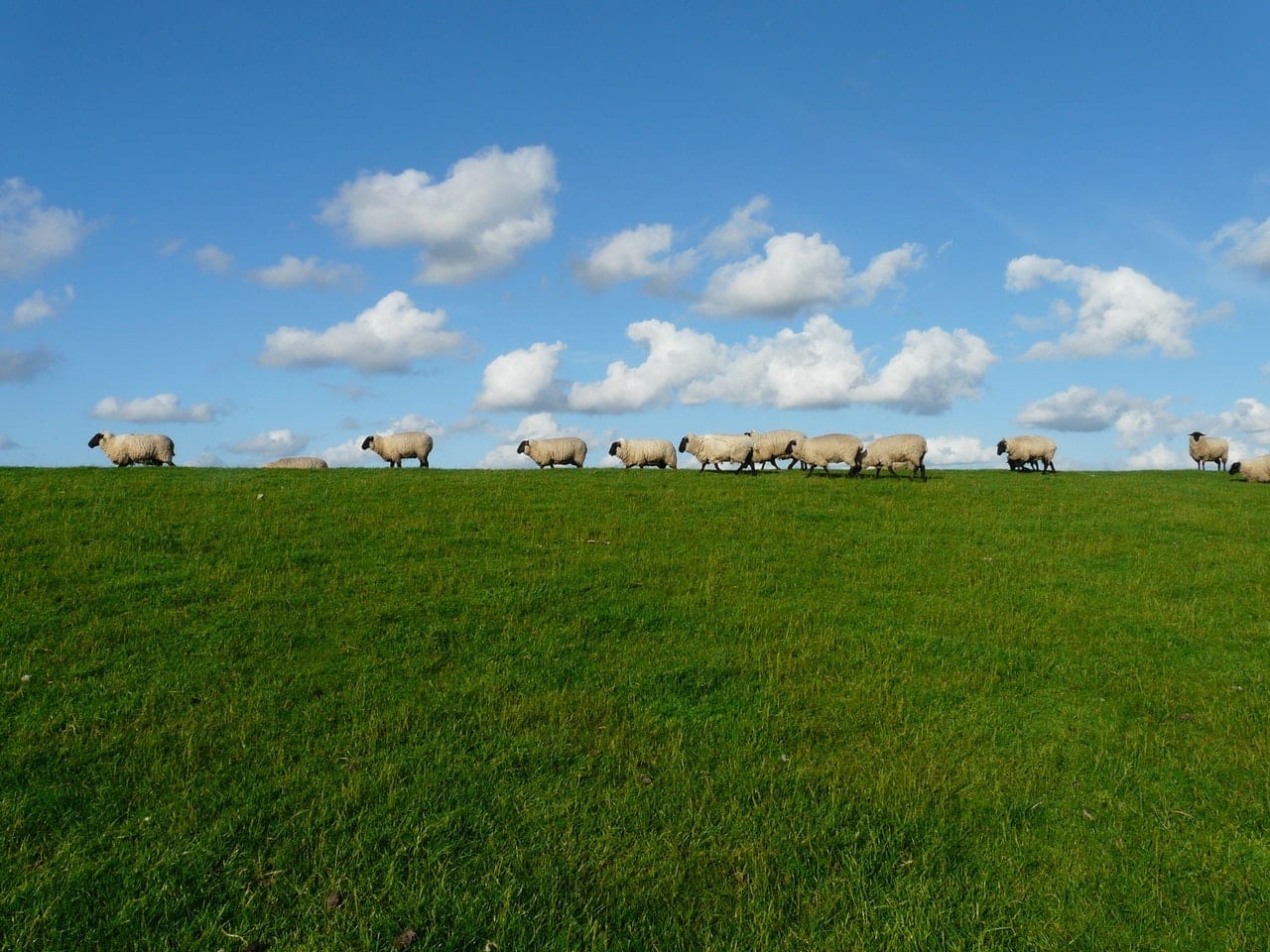 Online Certificate of Forage Management Australian Online Courses