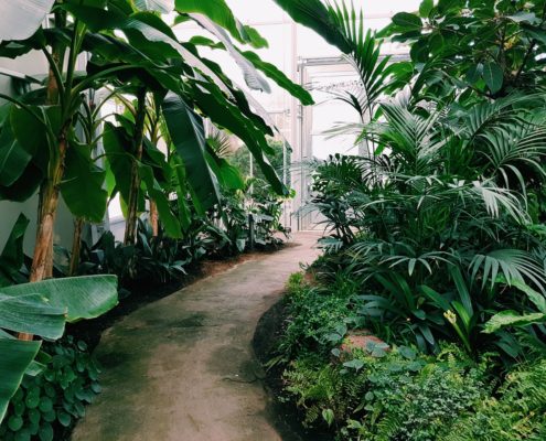 certificate of gardening tropical plants