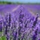 lavender farming