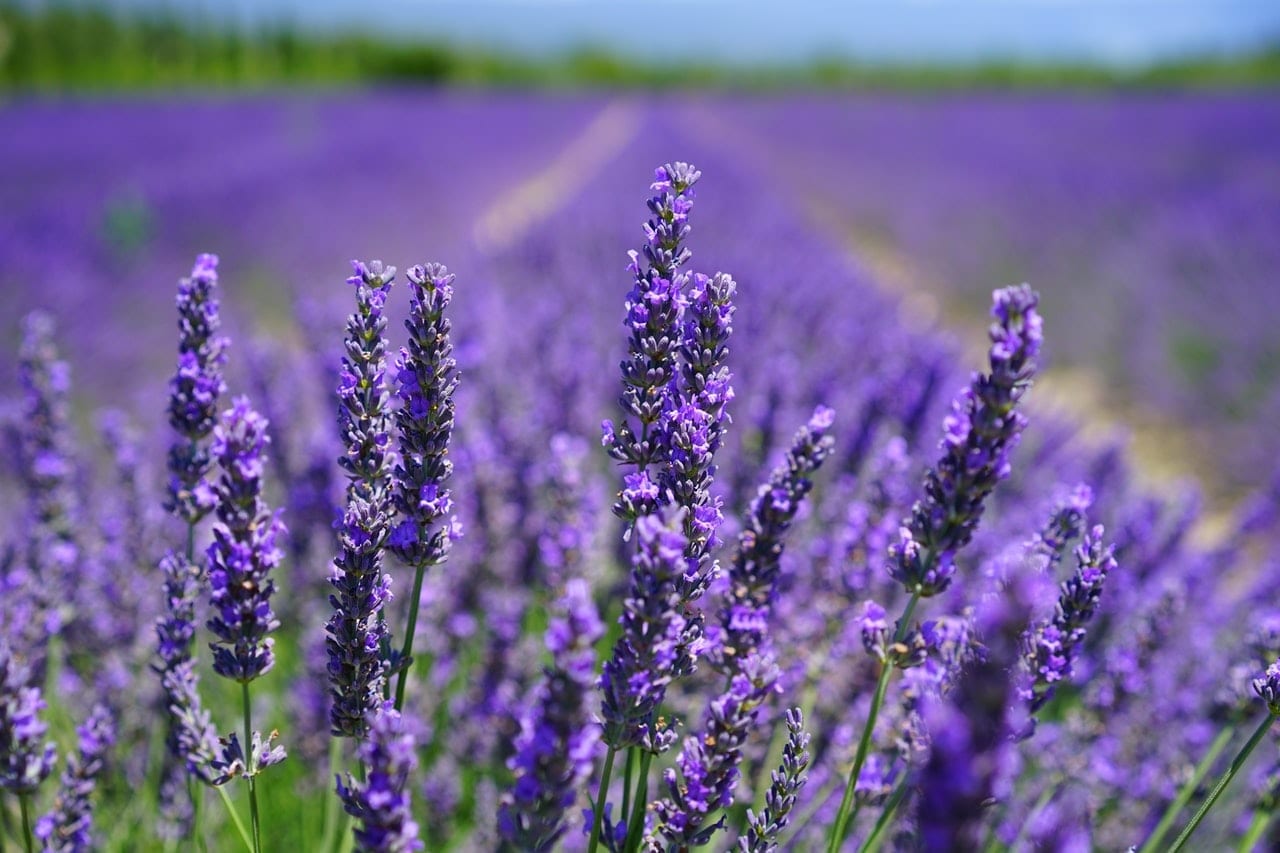Certificate of Lavender Production