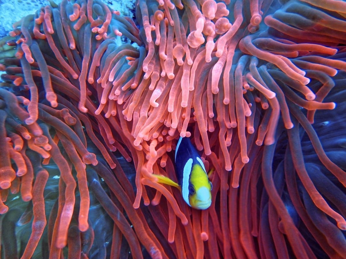 Certificate of Marine Biology Australian Online Courses