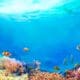 Online marine ecology course
