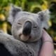 wildlife biology