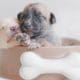 Animal naturopathy course