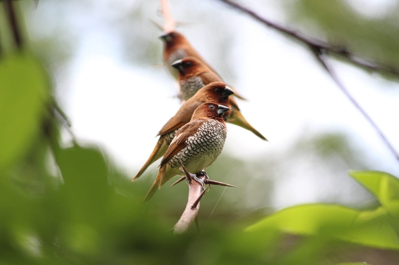 Ornithology Certificate Program