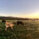 Pasture management course