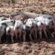 piggery farming