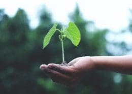 Plant ecology course