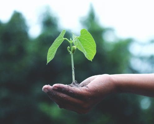 certificate of plant ecology