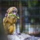 Online primatology course