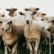 Sheep farming course