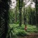 Tree rehabilitation