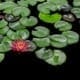 water garden design
