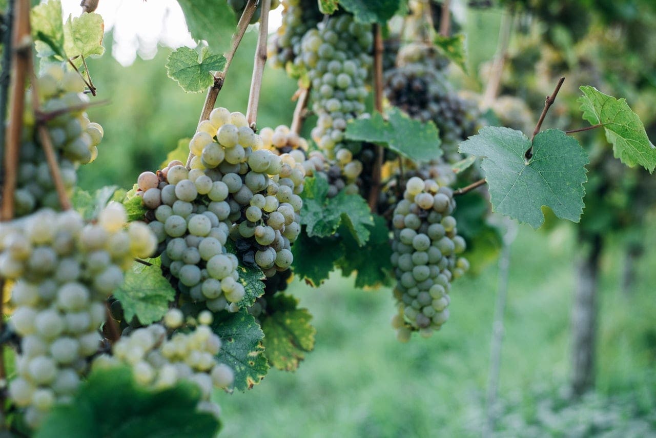 Certificate of Winemaking Oenology