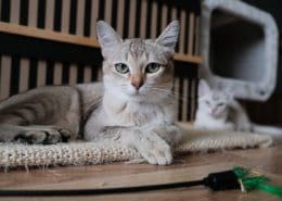 Cat care